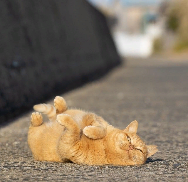 Уверена, вам это понравится! Это подборка фотографий, сделанных японским фотографом Масаюки Оки. Видимо, этот Масаюки любит кошек не меньше, чем мы с вами!-12