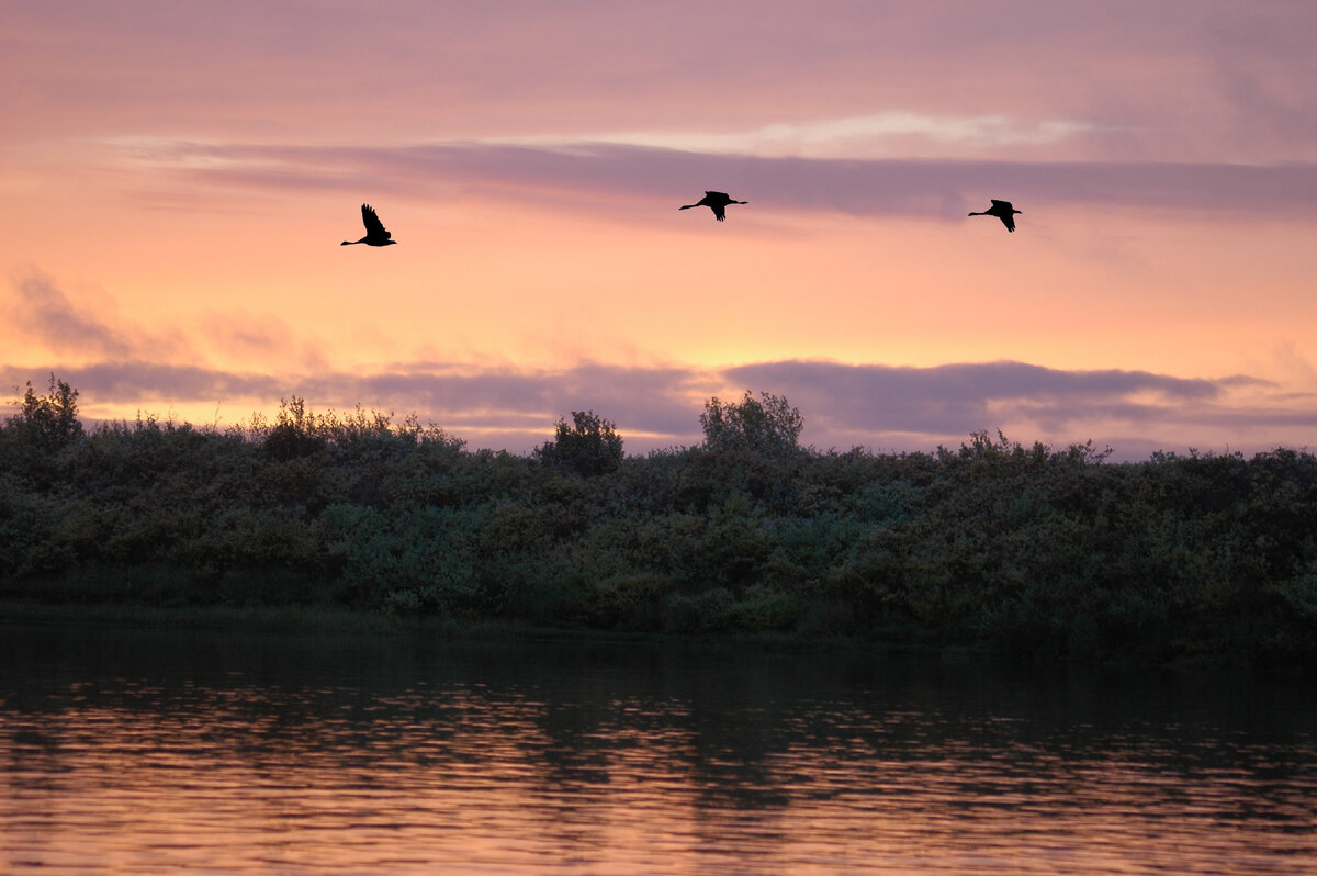 Утро на Индигирке. Фото автора.