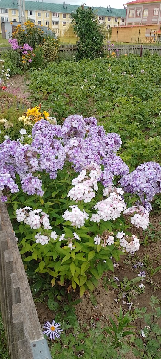 Летние цветочки 