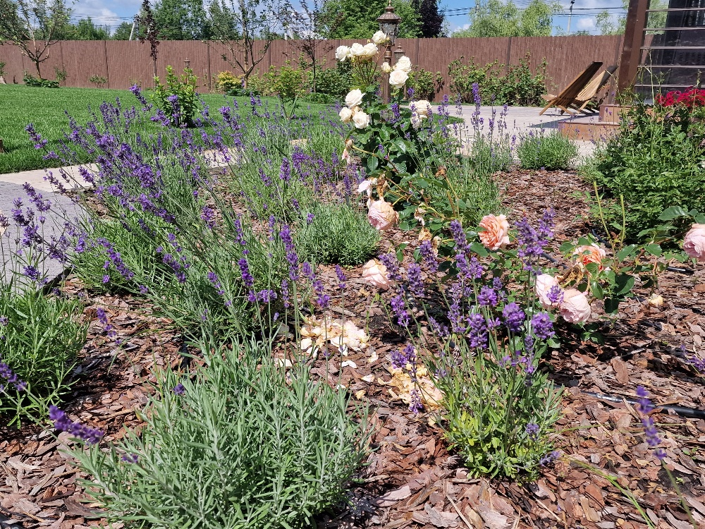 Фото Фиолетового сна