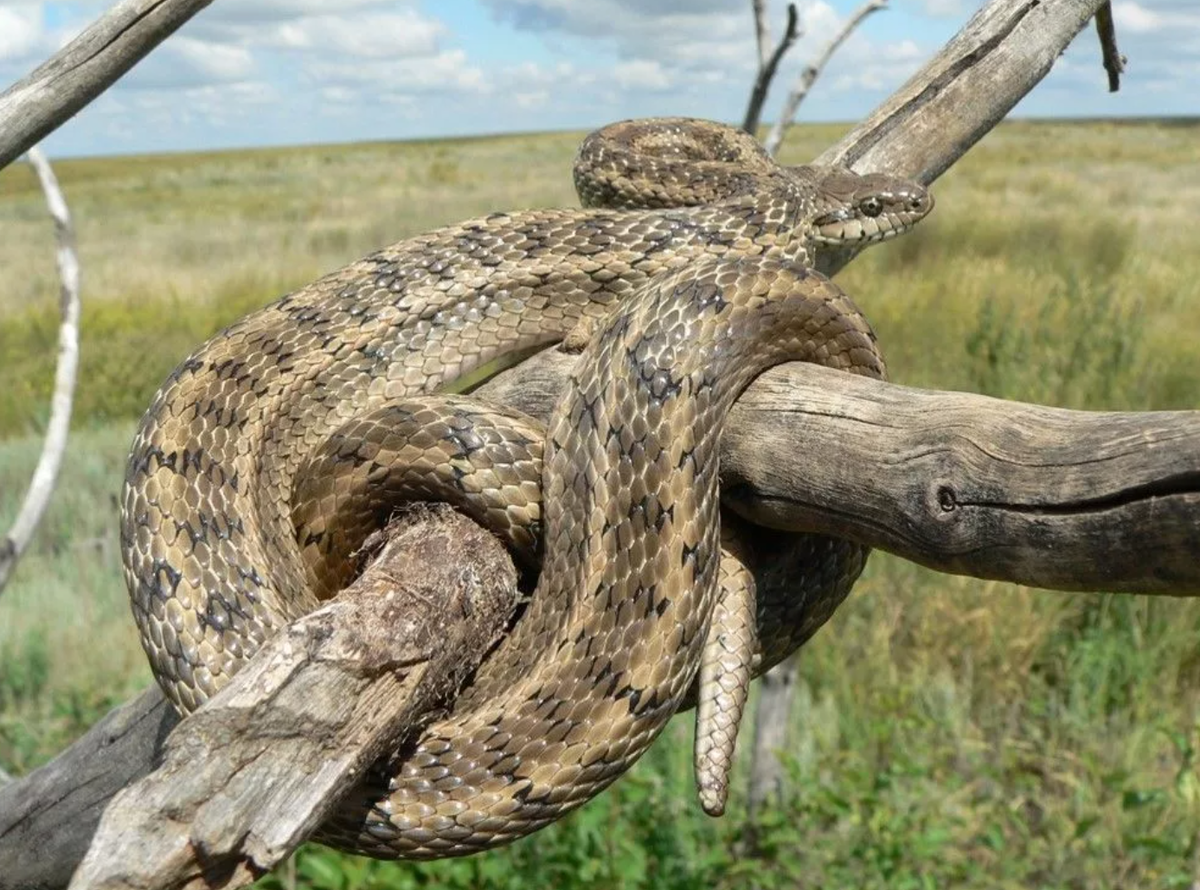 Узорчатый полоз