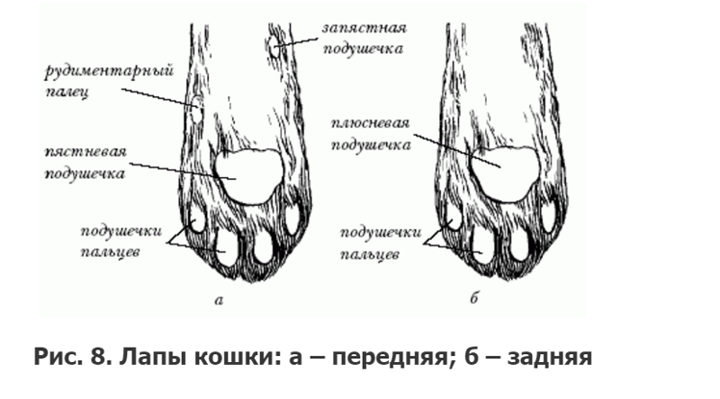 Сколько у них лап. Передние кошачьи лапы строение. Строение подушечки лапы кота. Передние лапы кошки строение. Строение задней лапы кота.