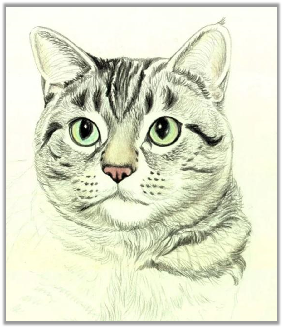 Кот карандашом. Кошка рисунок. Кошка цветными карандашами. Рисуночки кошечек.