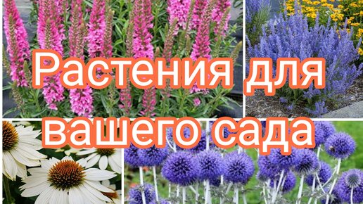 САЖЕНЦЫ НА ПРОДАЖУ 🌺 РАСТЕНИЯ ДЛЯ ВАШЕГО САДА 🌺