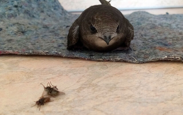    Курянин подобрал умирающего птенца на улице