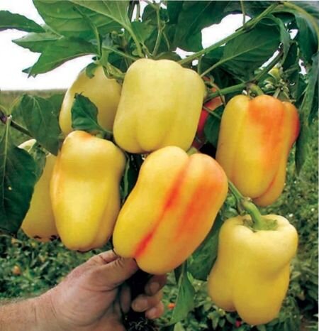 выращивание болгарского перца