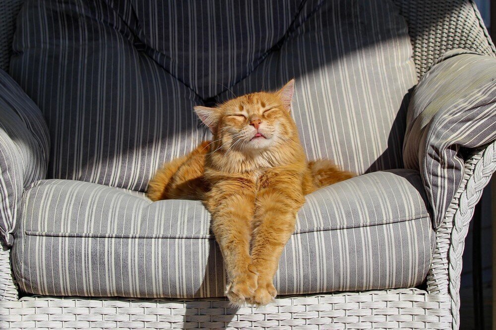 фото взято в свободном доступе на яндекс картинки.