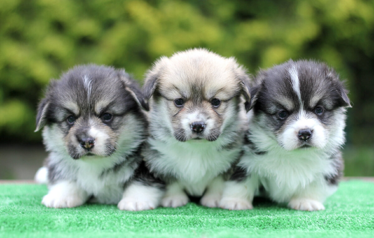 After birth, dogs are not able to see normally for another 1 month. 2022 КАК-ТО 
