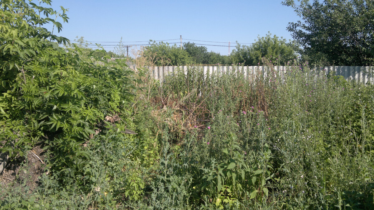 Сырьё для чудо - удобрения. Фото автора