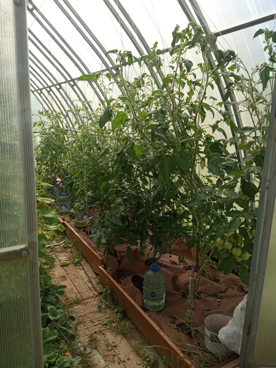 Секреты идеальной подвязки и формирования помидоров и огурцов