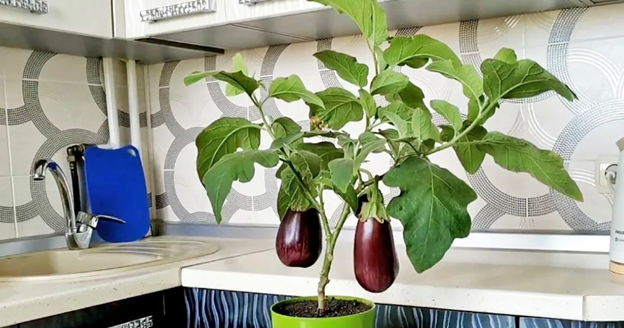 Фото из источника ogorod.ru