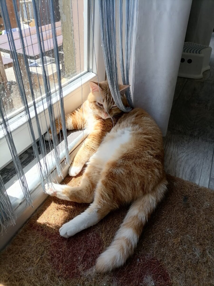 кот Масяна лежит у окна после дождя...