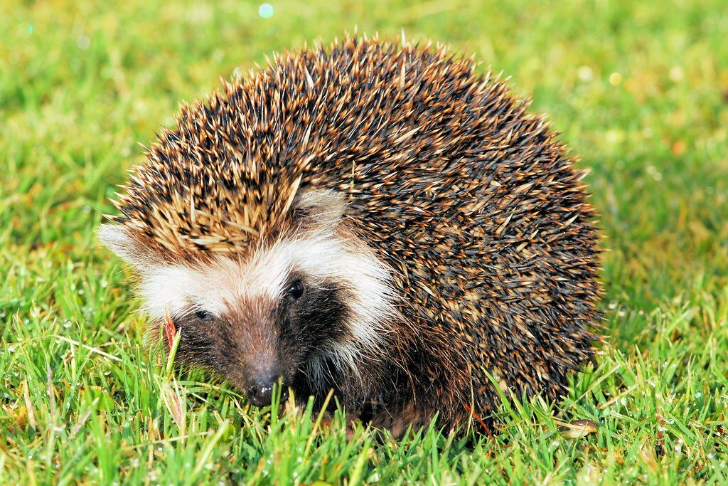 южноафриканский ёж