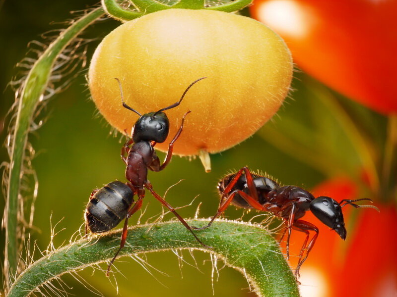 Как избавиться от муравьев в огороде: применение пшена