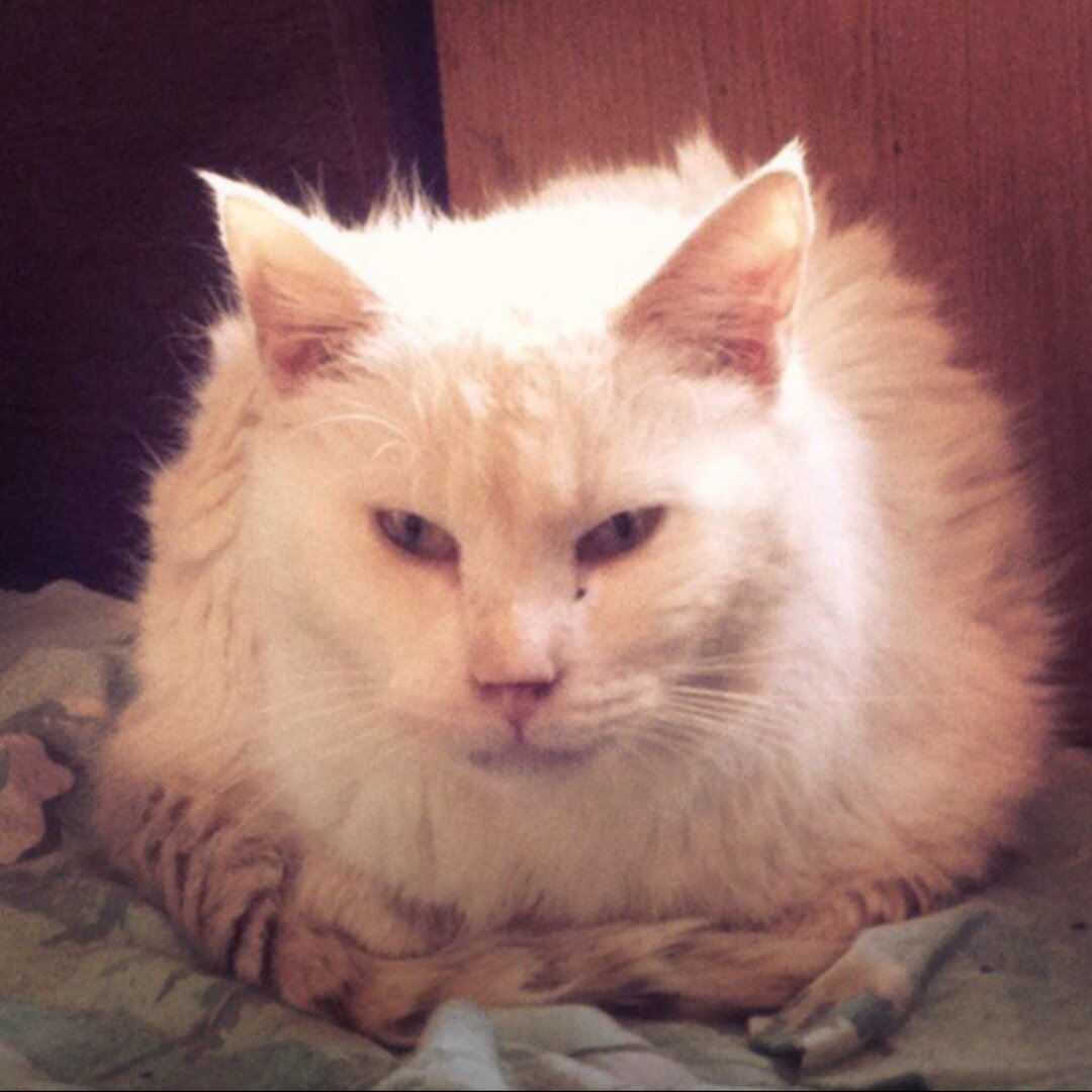 Снежочек в тоске и печали