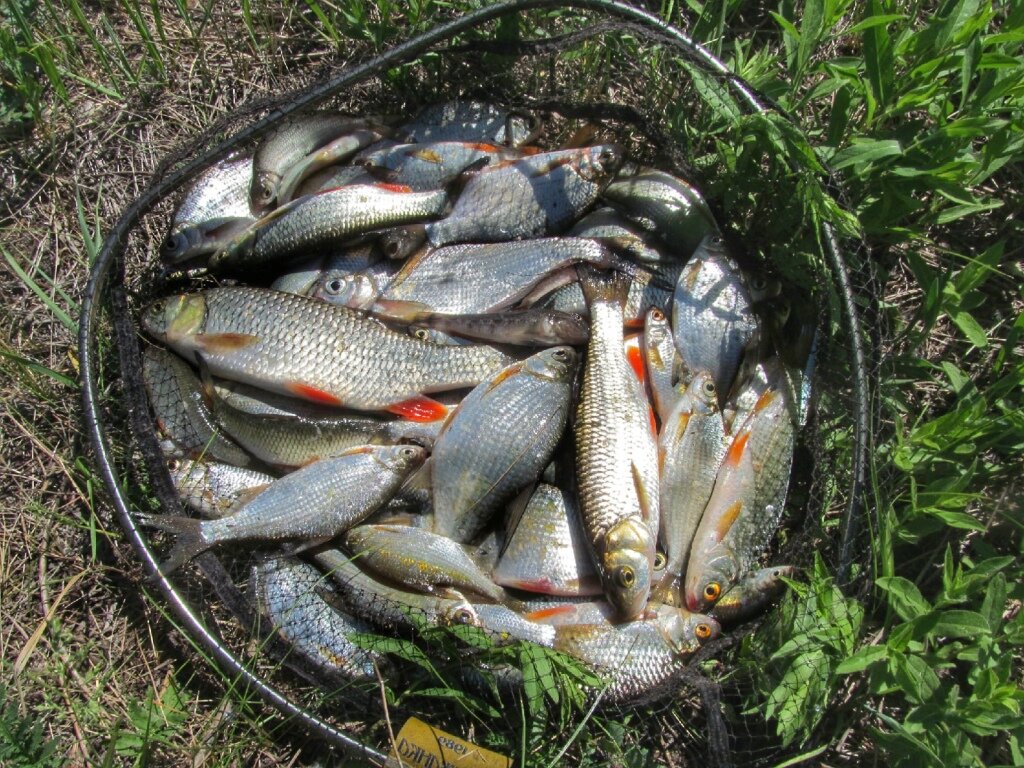 Ловить рыбу в чистой воде во сне. Ловись рыбка Назарово. Рыба в реке Самара. Какая рыба есть в Самарке. Ловим рыбу в неположенных местах.