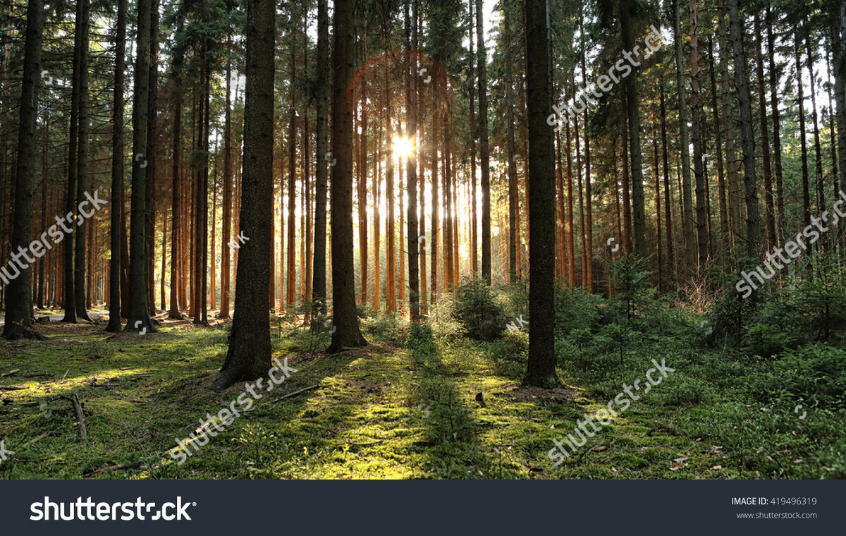 Изображение леса