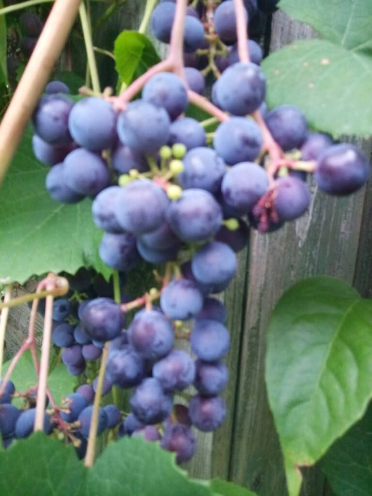 Еще я выгрузил виноград, который сам растет у меня на "Домике". Сам.