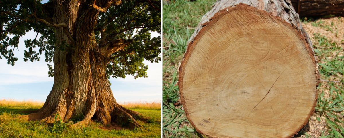 Спрос на древесные полуфабрикаты из дуба 🌳 | evakuatoregorevsk.ru