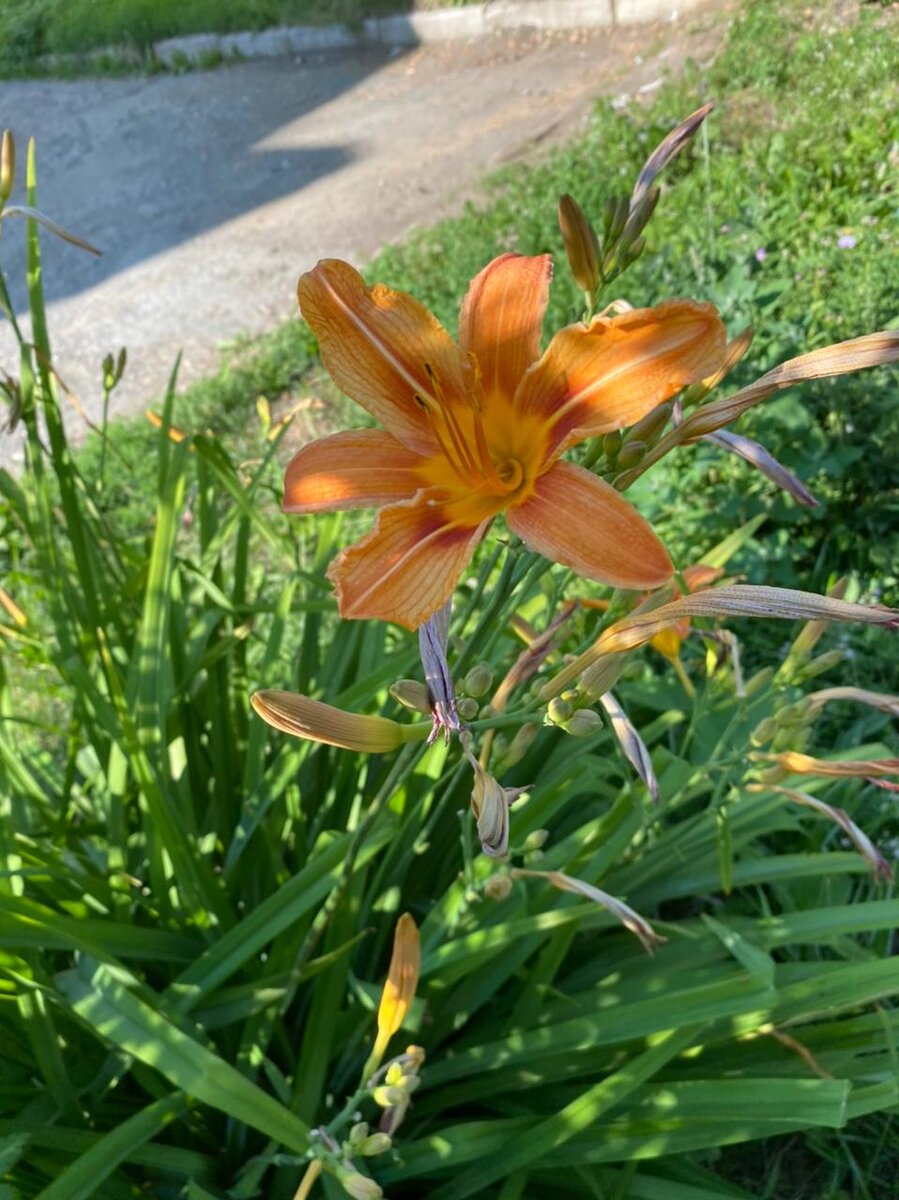 Последний привет, уходящего лета