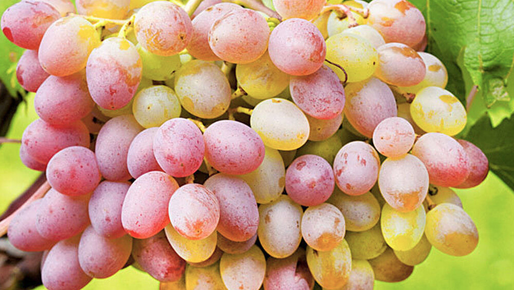 Какие столовые сорта винограда можно смело сажать на севере