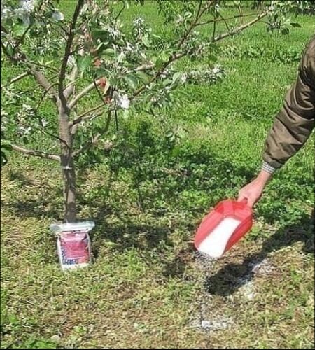 подкормка осенью