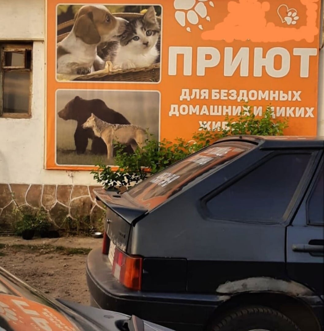 Приют-отлов, где находились малыши
