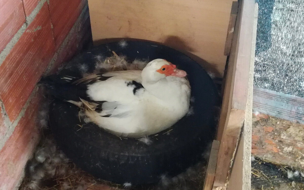 Утиное гнездо из старой шины