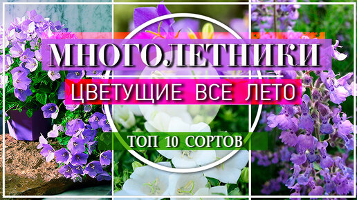 10 ПОТРЯСАЮЩИХ МНОГОЛЕТНИКОВ Цветущие ВСЕ ЛЕТО