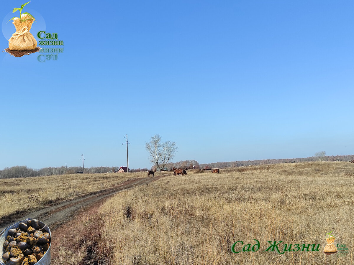 Собираю конский навоз прямо рядом с лошадями.