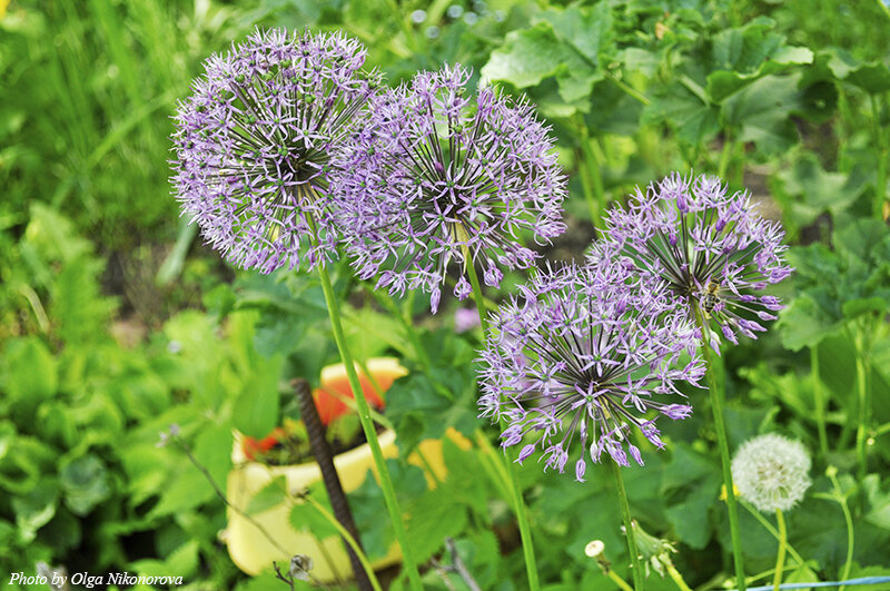 Лук красивенький Allium bellulum Prokh