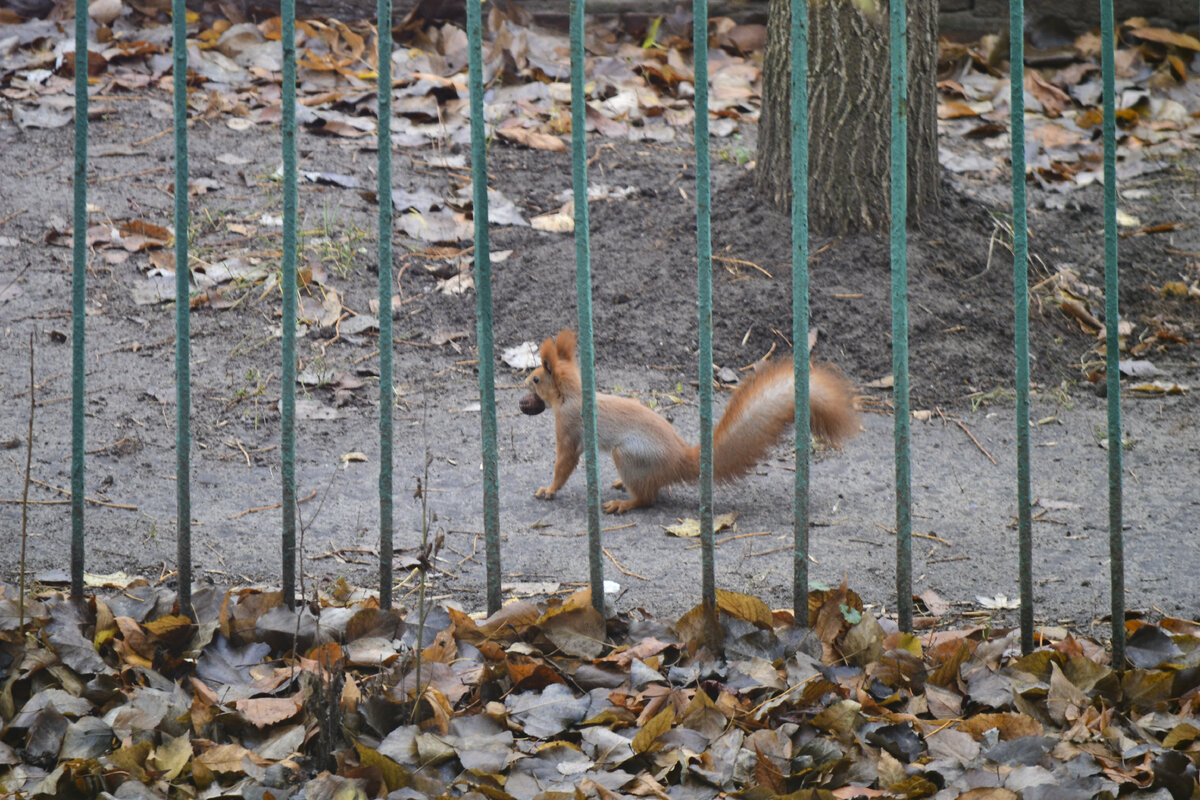 Фотограф Svetlanka_Don "Белка в городе. Найди орех, спрячь орех". Фотоохота (Wildlife Photography)