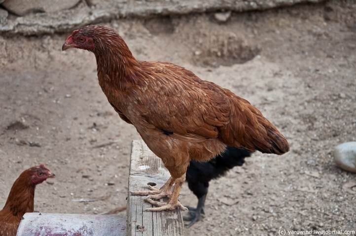 Крит, ослиная ферма