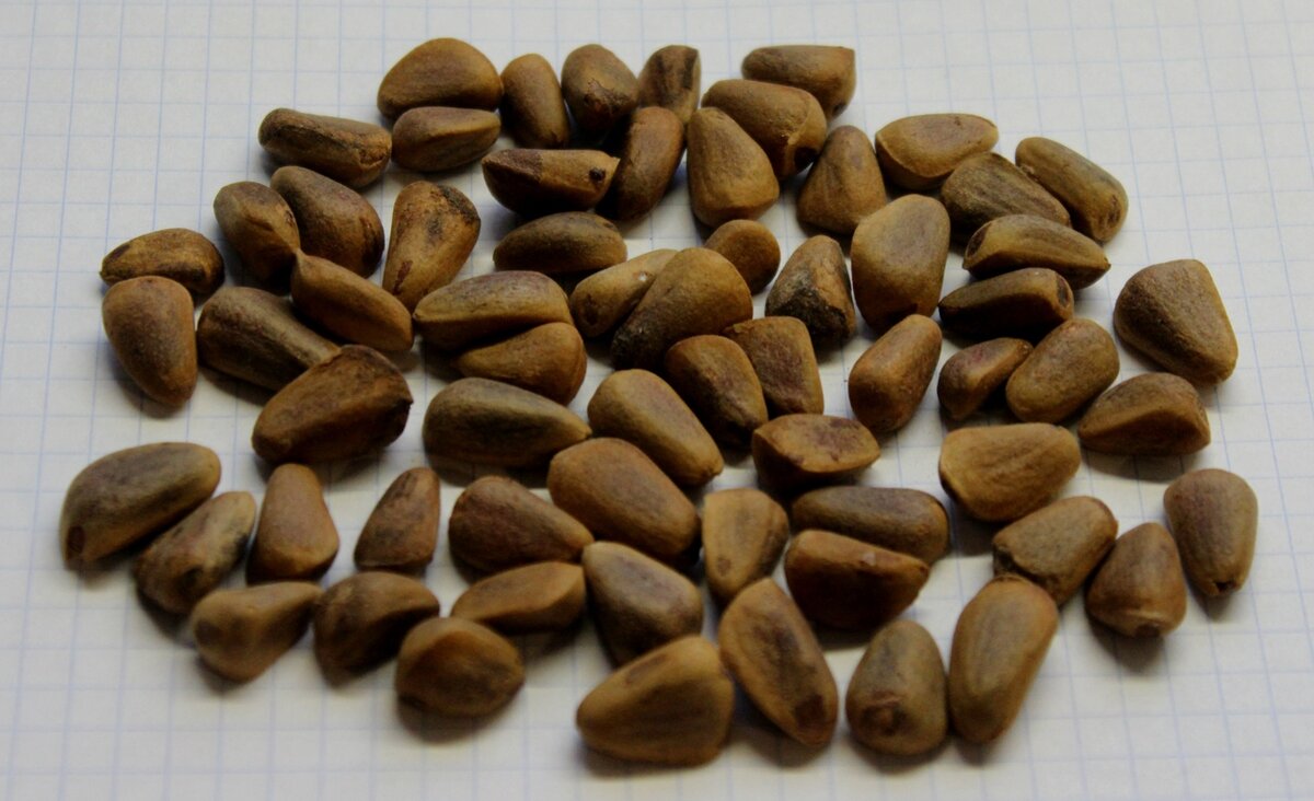 Сосна корейская (Pinus koraiensis)