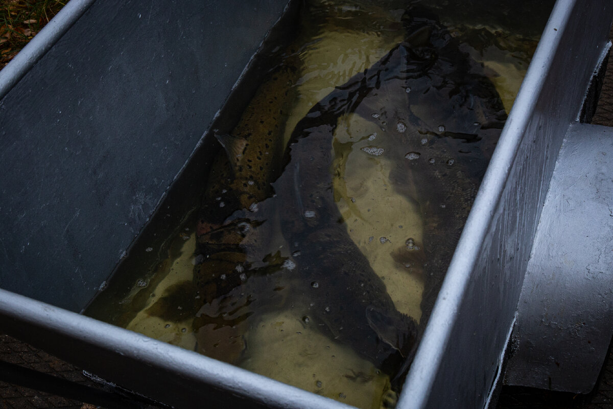 осень 2021 года. отлов производителей атлантического лосося в реке Нева