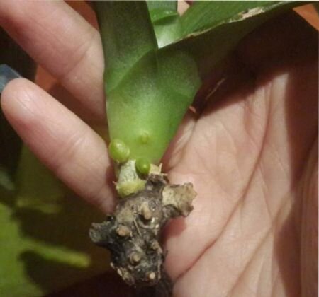 орхидея наращивание корней