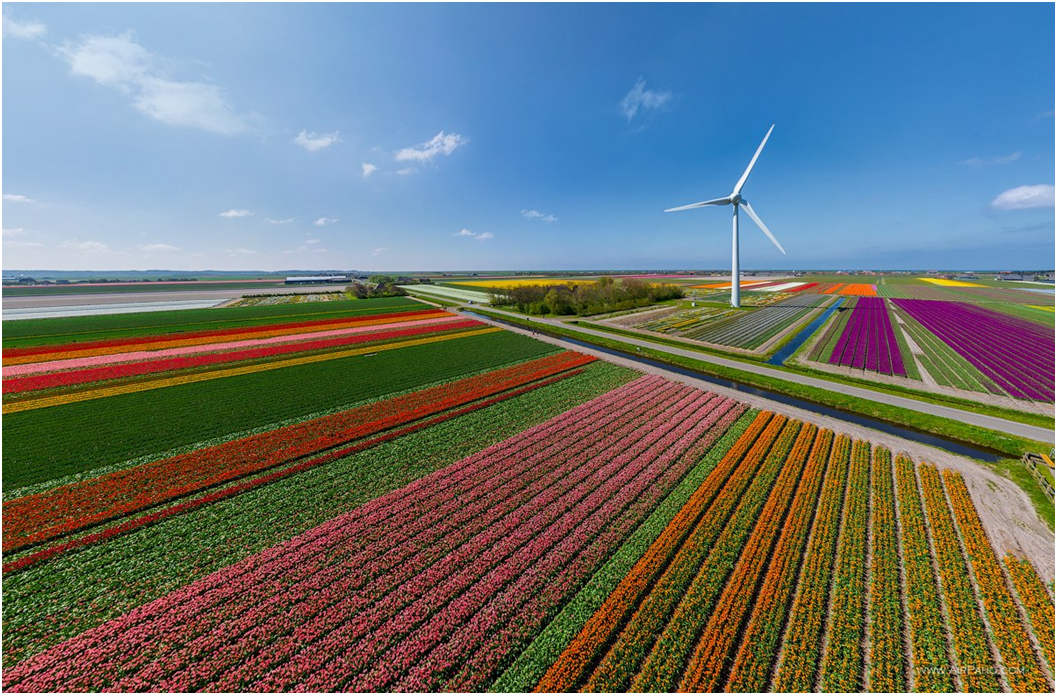 Цветочные плантации в голландии. Цветочные плантации в голландии. Поля голландии. Плантации тюльпанов в голландии. Поля голландии.