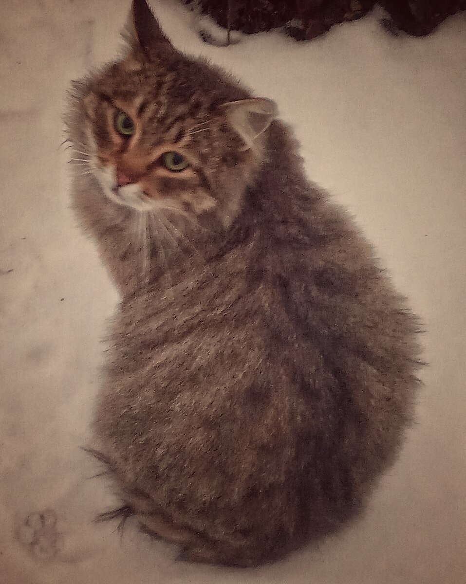 Кэт-Кэт
