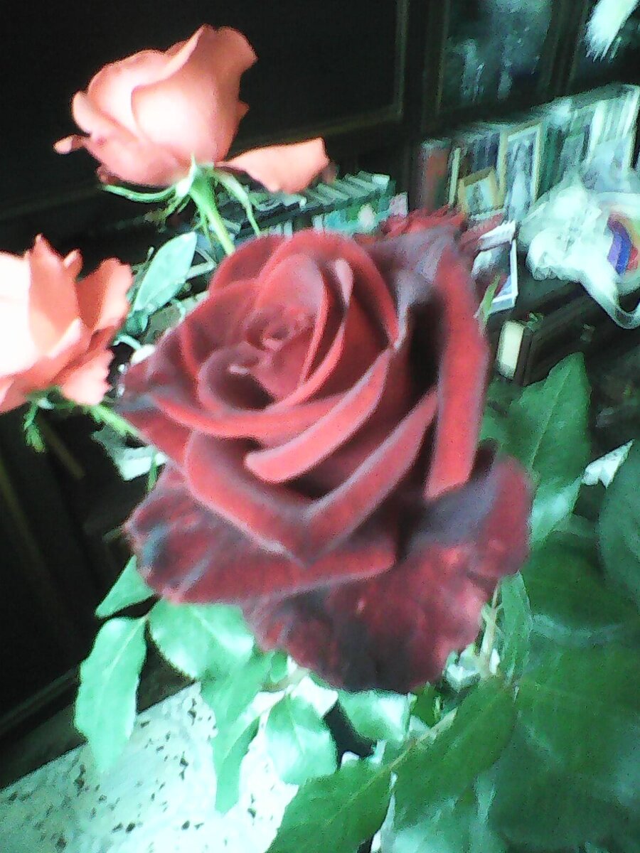 Фото Люсьены Бондаревой