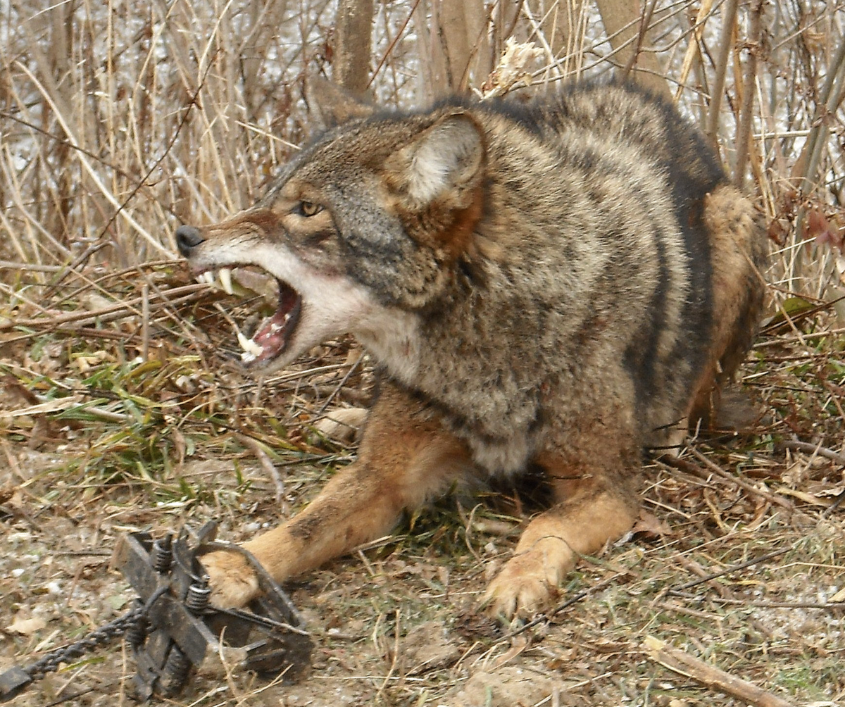 Звери капканы