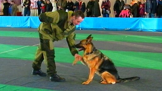 Порно с немецкой овчарки видео смотреть