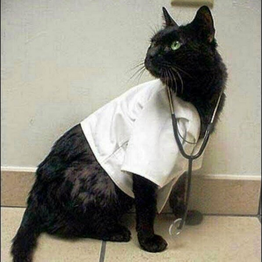 Кот в медицинской одежде