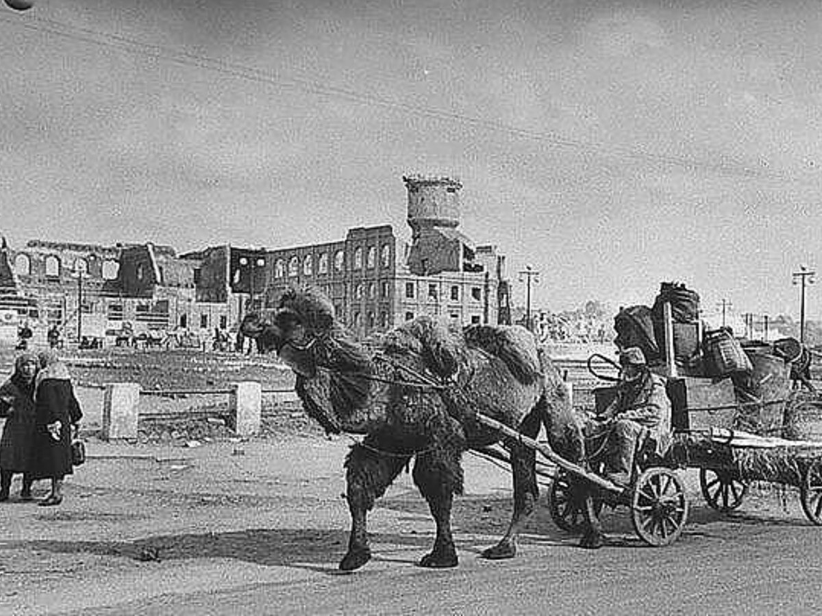 Верблюды в Сталинграде 