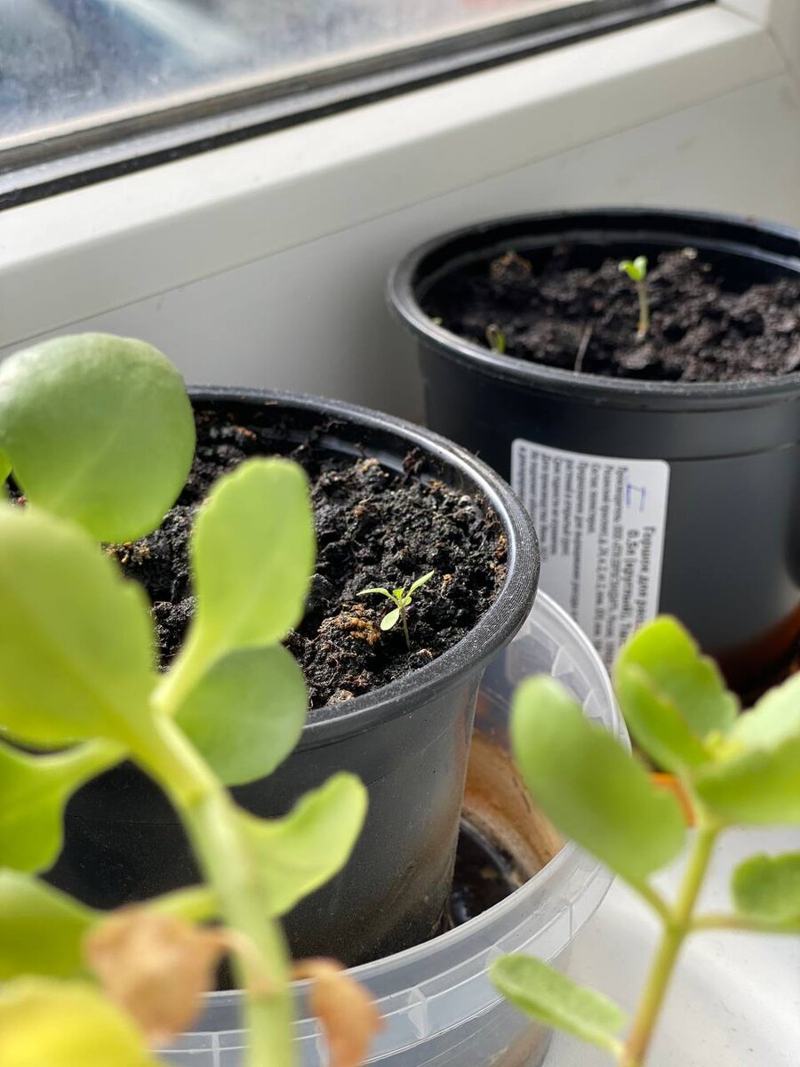 Горшочки с рассадой пока среди цветов. Тут у меня завязываются томаты черри