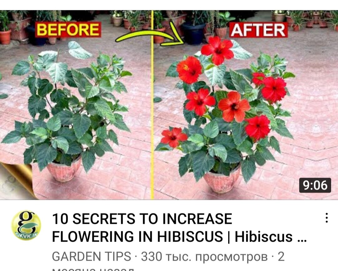 «Махровый» обман: секреты цветения гибискуса