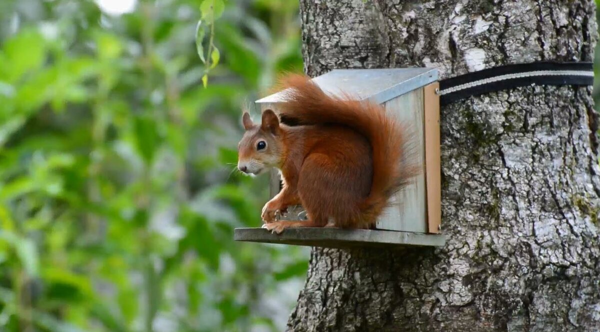 Грызуны являются переносчиками многих заболеваний