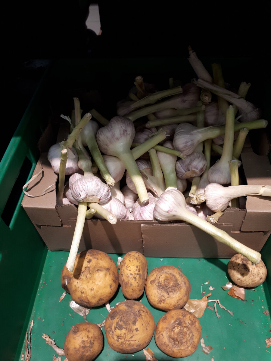 Чеснок молодой и репа в Магните, цены на овощи в магазине магнит