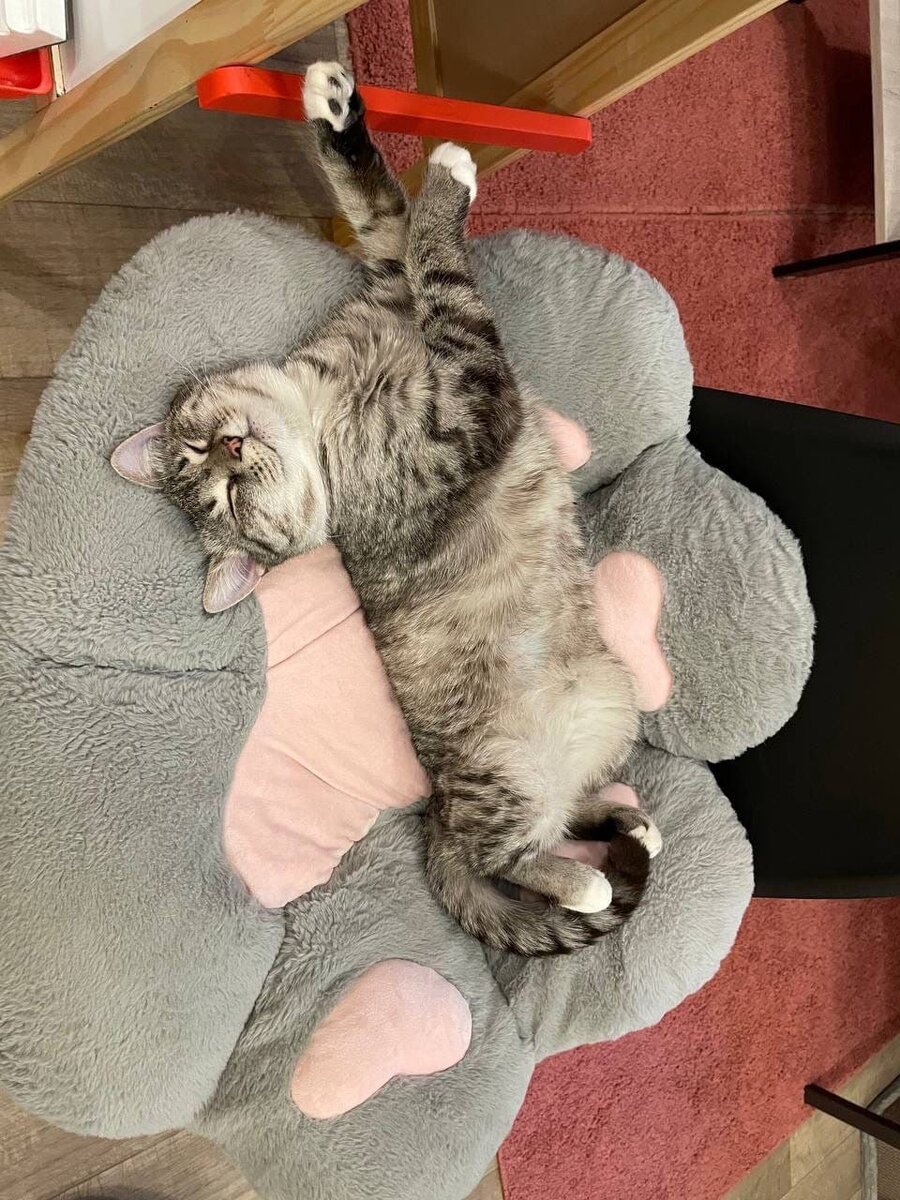 Котофей Прима. Живет в Котофейне на Маросейке, ищет дом