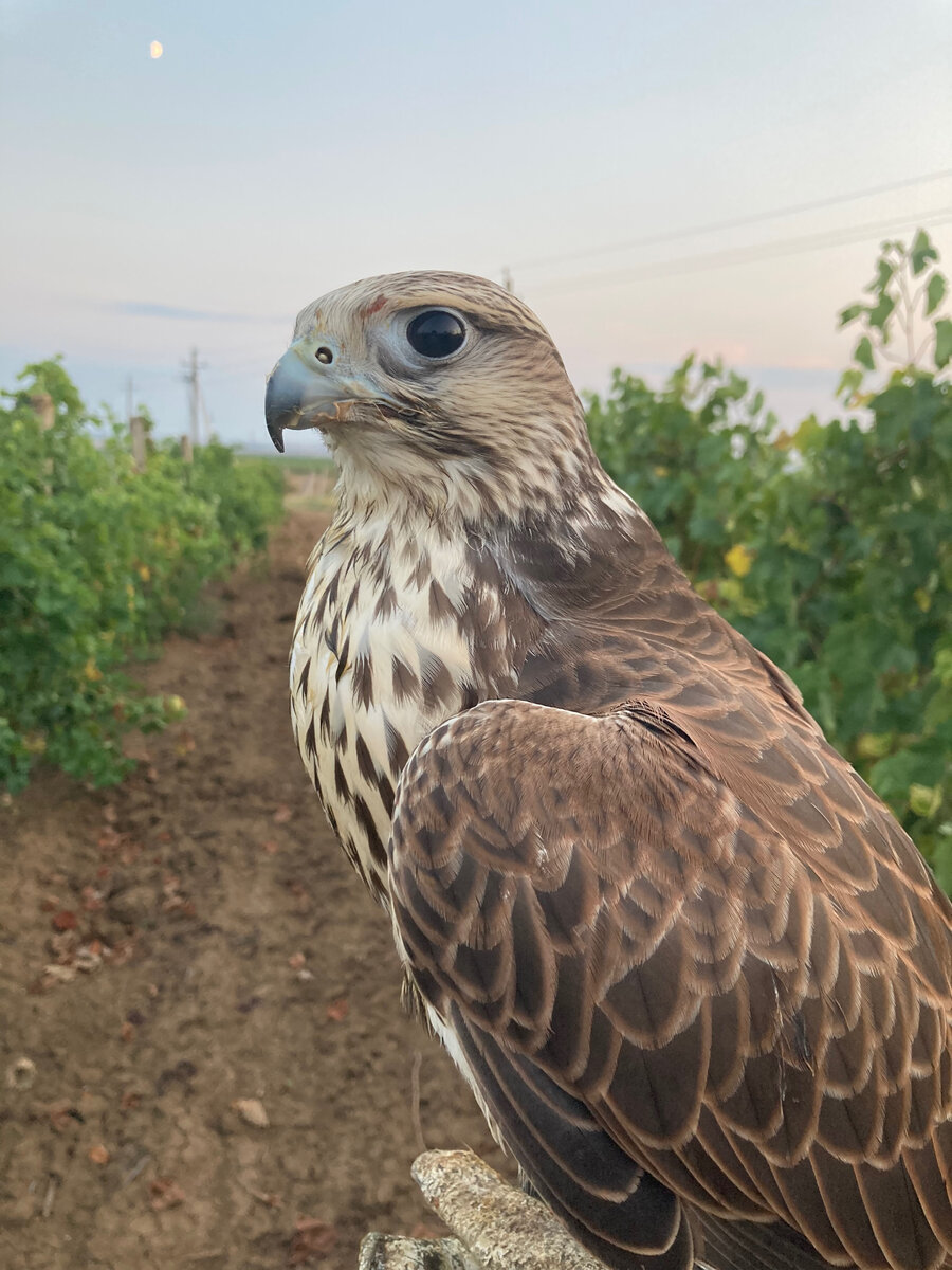 Красавчик Велес