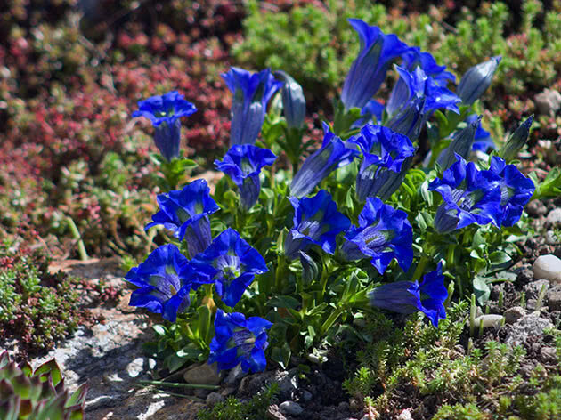 Тирлич-трава